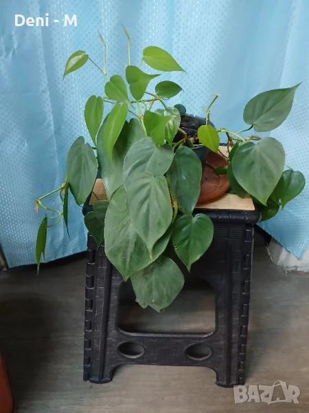 Епипремиум , снимка 1