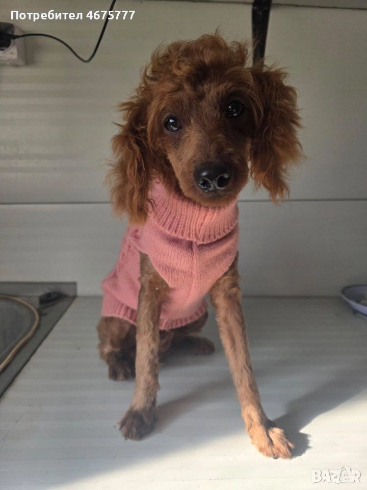 пудел момиченцее , снимка 1