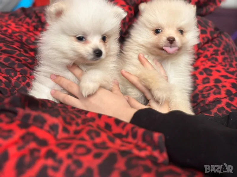 Померан , снимка 1