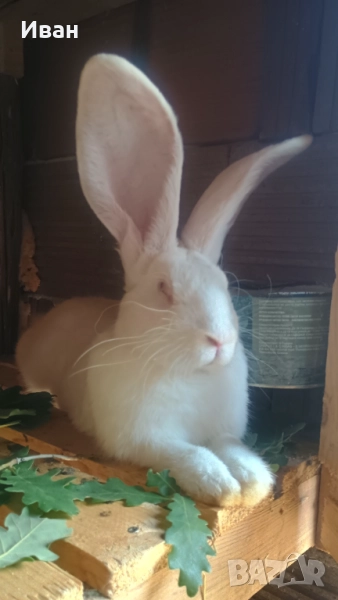 Бели великанчета, снимка 1