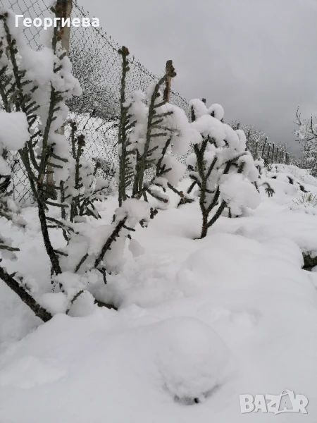 Студоустойчиви градински кактуси и юки, снимка 1