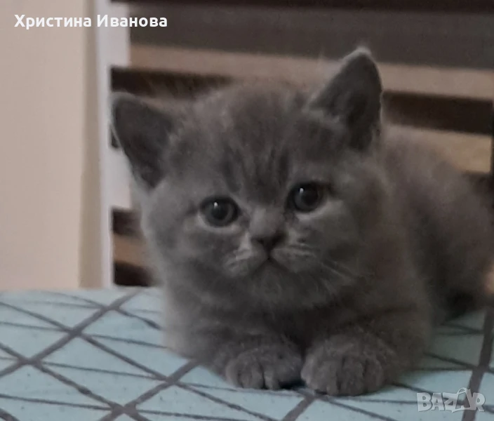 британски котенца, снимка 1