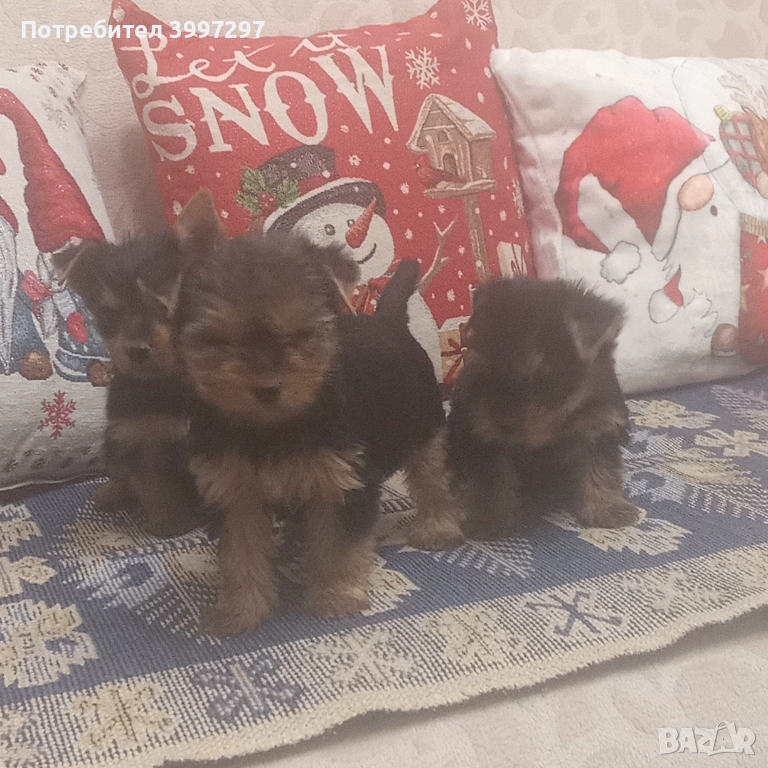 Две женски и едно мъжко с ваксина и обезпаразитени многократно , снимка 1