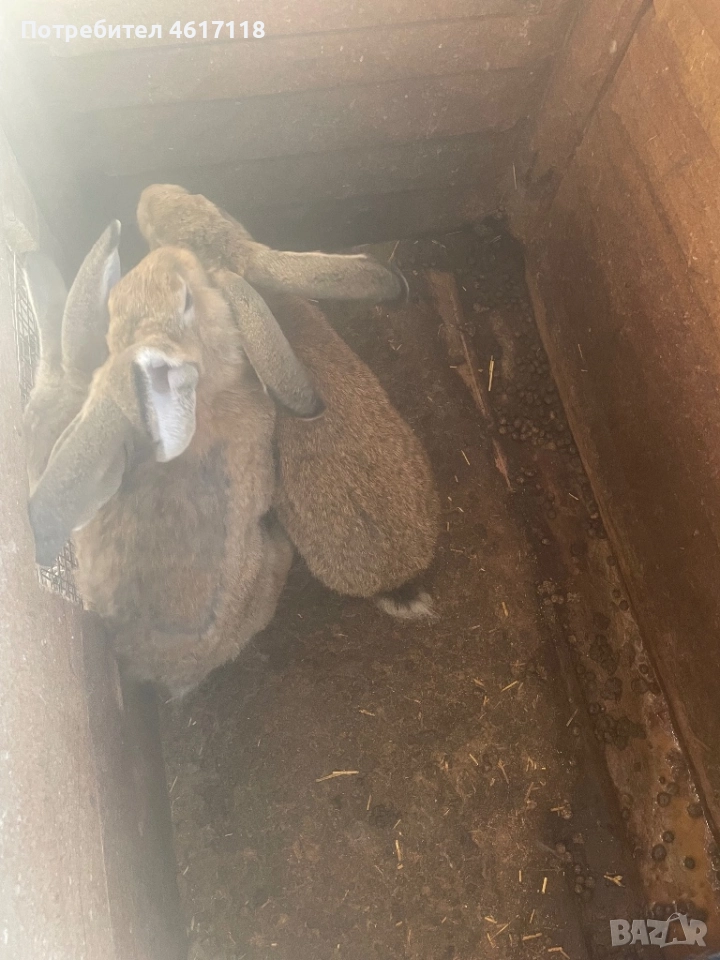 Мъжки зайци на 6 месеца , снимка 1