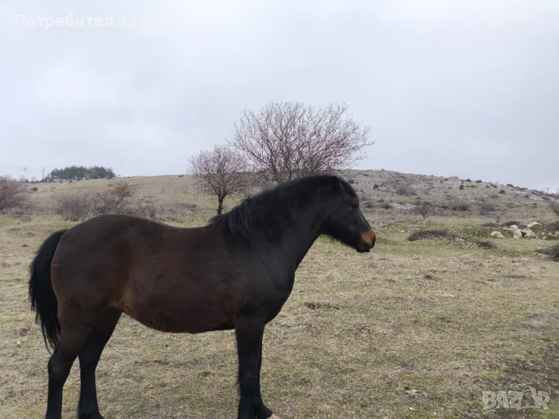 Кобила, снимка 1