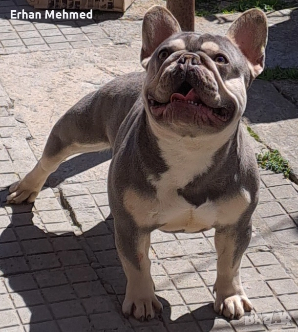 Френски булдог , снимка 1