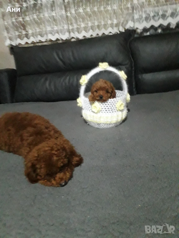 Уникални бебчета .Той пуделчета, снимка 1