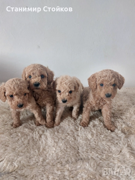 Пудел , снимка 1