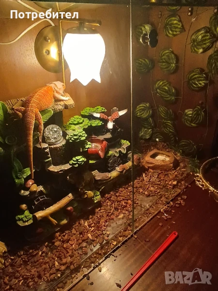 агама, снимка 1