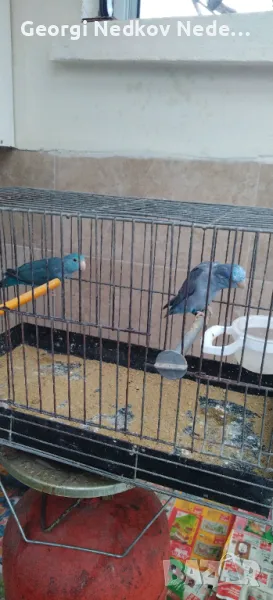 Продавам чифт врабчови папагали, снимка 1