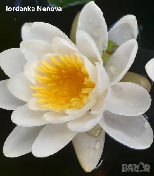 ВОДНА ЛИЛИЯ , снимка 1