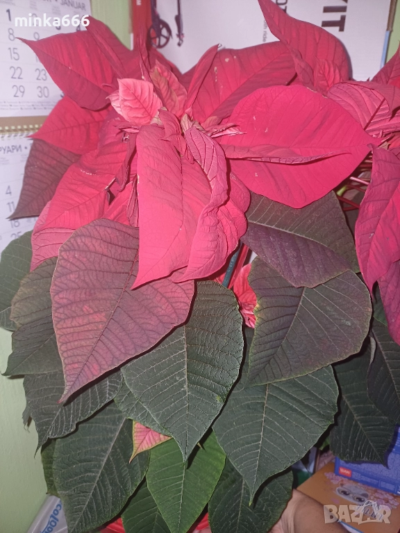 Голямя коледна звезда., снимка 1