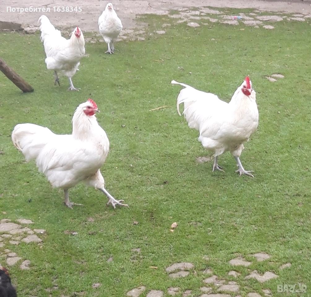 Петли Австралорп , снимка 1