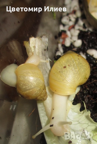 Гигантски Африкански охлюви, снимка 5 - Други животни - 51624191