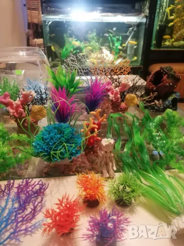 Продавам аквариуми риби аксесоари, снимка 17 - Аквариуми - 47433173