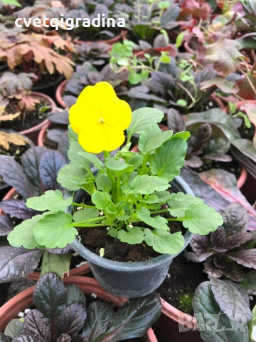 Мини теменужка жълта – Viola Mini Yellow, снимка 2 - Градински цветя и растения - 52800383