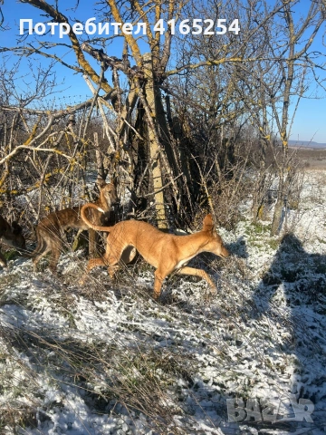 Продавам кучета грейхаунд(хрътки), снимка 4 - Други - 53578737