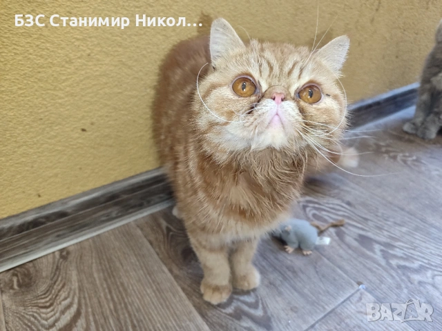 Женски екзотични котки на 6 месеца и 2,5 години., снимка 12 - Персийска - 52945926