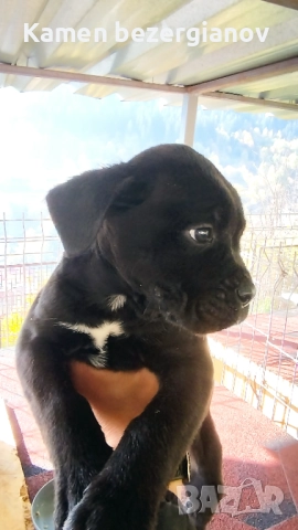 Кане Корсо , снимка 10 - Кане корсо - 52342406