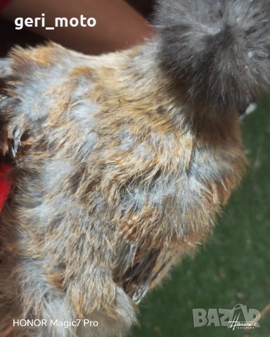 Чифт копринки, снимка 3 - други­ - 53428773