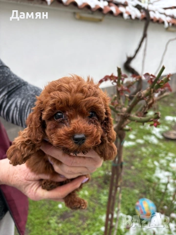 Той пудел, снимка 4 - Пудели - 53300622