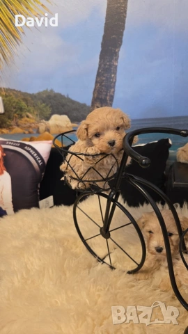 maltipoo, снимка 2 - Други - 53088252