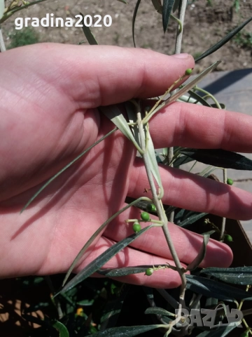 Маслина - Фиданки, снимка 7 - Градински цветя и растения - 28968299