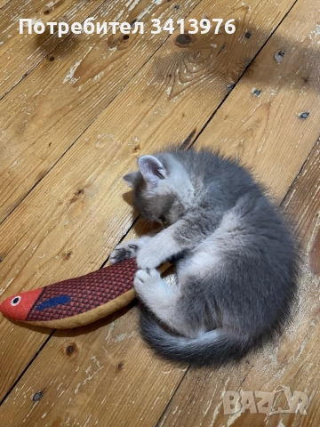 Британско мъжко коте, снимка 3 - Британска късокосместа - 52817582