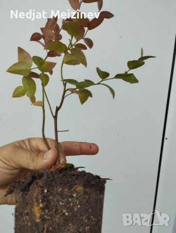 Овощни плодни дръвчета, снимка 4 - Градински цветя и растения - 52894218