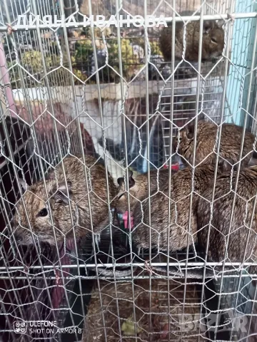 Катерички дегу, снимка 6 - Други - 48394298