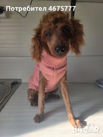 пудел момиченцее 