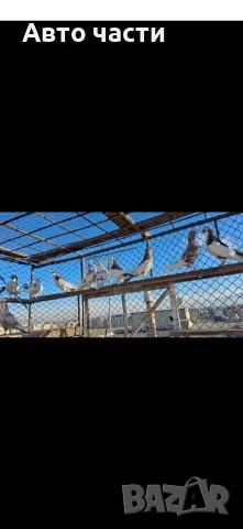 гълабите са хвъкане пазарджишки  гълабиот старото време , снимка 10 - Гълъби - 48637579