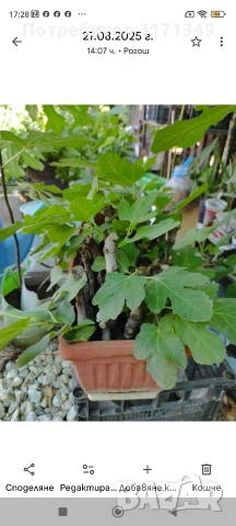 Смокини, авокадо фурми , снимка 4 - Разсади - 53478878