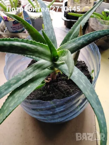 ЛЕЧЕБНО АЛОЕ ВЕРА и Дървовидно алое, снимка 2 - Стайни растения - 30210195