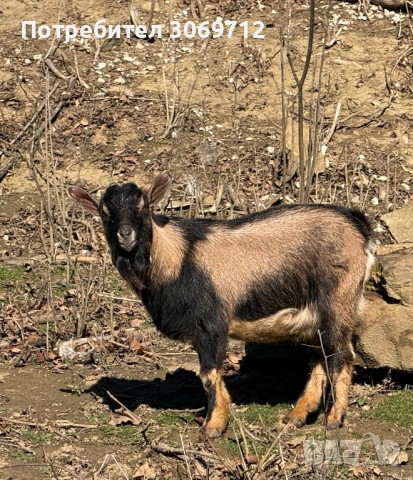 Мини холандски пръчлета, снимка 5 - Други животни - 52996529