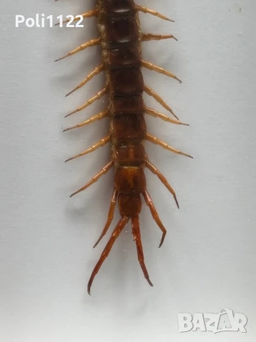 Рамкирана препарирана стоножка, снимка 5 - Антикварни и старинни предмети - 50695517