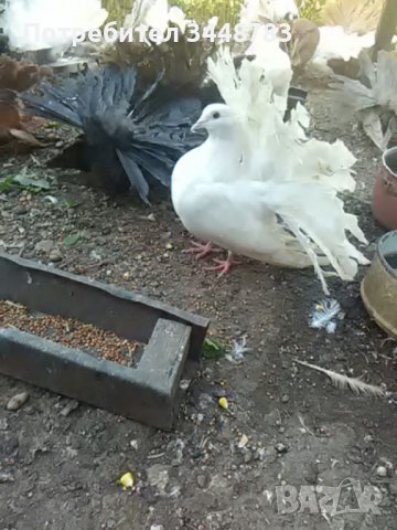 Гълъби  фенерлии, снимка 15 - Гълъби - 37488411