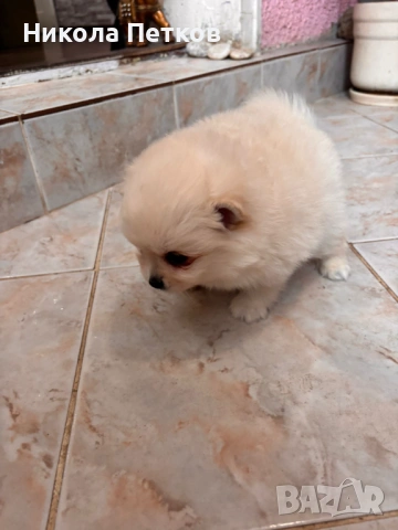 Померан, снимка 2 - Померан - 53099645