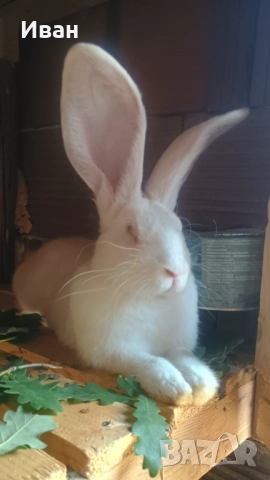 Бели великанчета, снимка 1