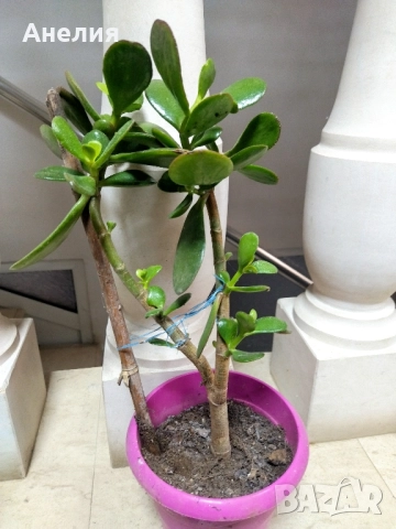 Дървото на живота красула, снимка 4 - Стайни растения - 52506277