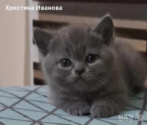британски котенца, снимка 1