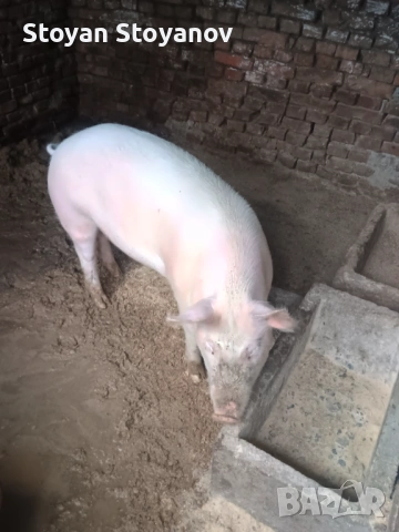 Продавам  женско прасе, снимка 2 - Прасета - 53574963