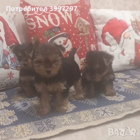 Две женски и едно мъжко с ваксина и обезпаразитени многократно 