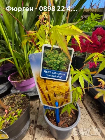 АЦЕР - Японски клен -   Налични 5 вида Студоустойчиви, снимка 14 - Разсади - 34223583
