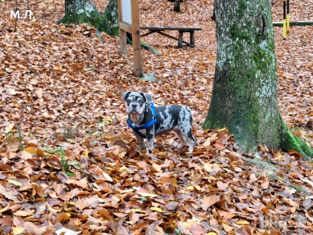 френски булдог , снимка 2 - Френски булдог - 52354842