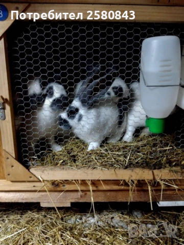 Продавам зайци  Пеперуди, снимка 2 - Други - 53224170