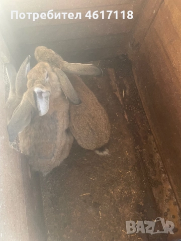 Мъжки зайци на 6 месеца 