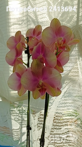 Phal.Rainbow орхидея фаленоосис Дъга, снимка 7 - Стайни растения - 52824365