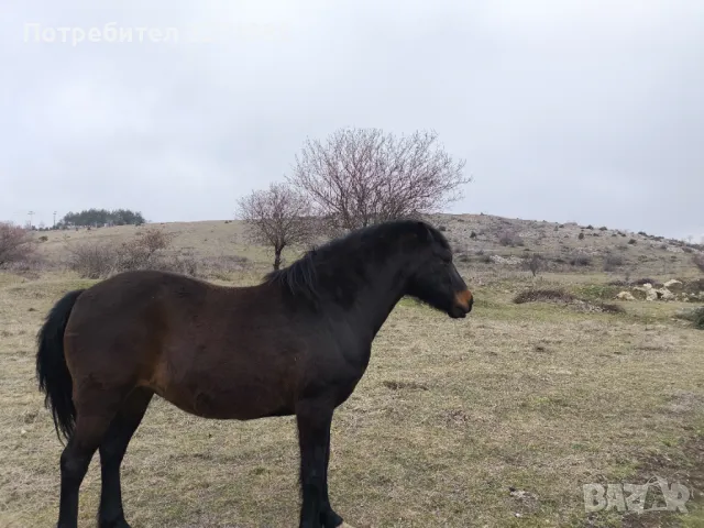 Кобила, снимка 1