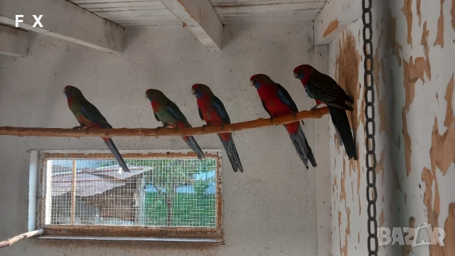 penantovi rozeli   , снимка 7 - Папагали - 51343821